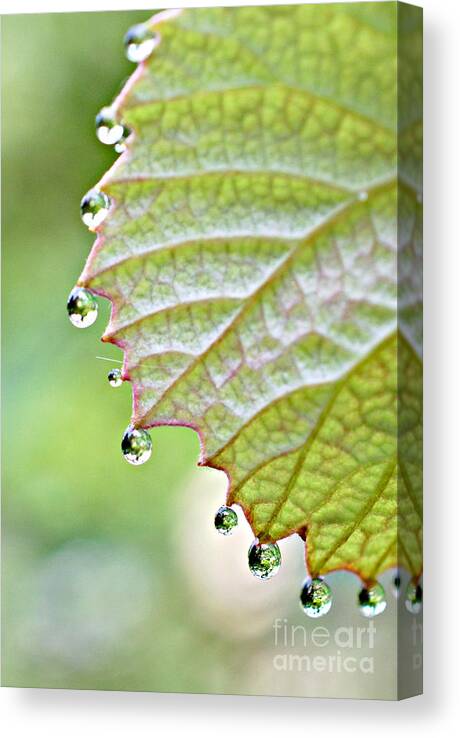  Dewy Grape Leaf Print Canvas Print featuring the photograph Dewy Grape Leaf by Lila Fisher-Wenzel