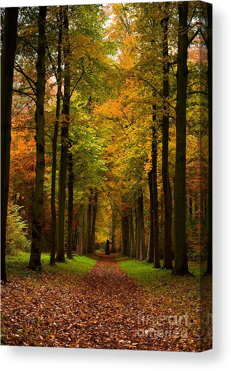 Footpath Canvas Print featuring the photograph Footpath Carpet by Boon Mee