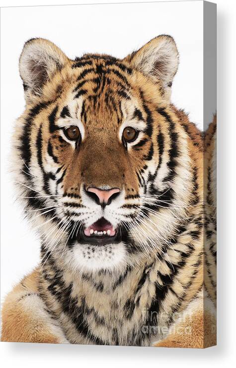 Mammals Canvas Print featuring the photograph Amur Tiger by Dennis Hammer