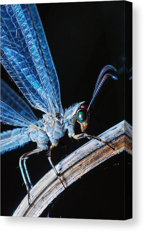 Photograph Canvas Print featuring the photograph Antlion #1 by Larah McElroy