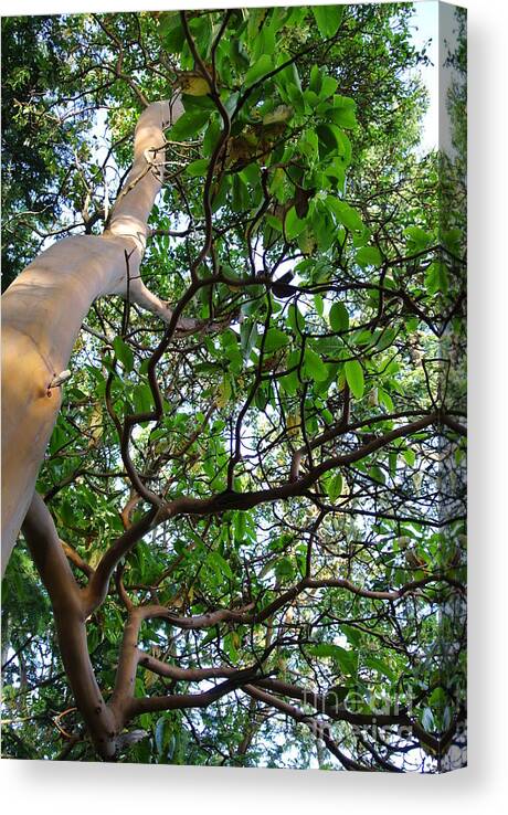  Canvas Print featuring the photograph Arbutus #1 by Sharron Cuthbertson