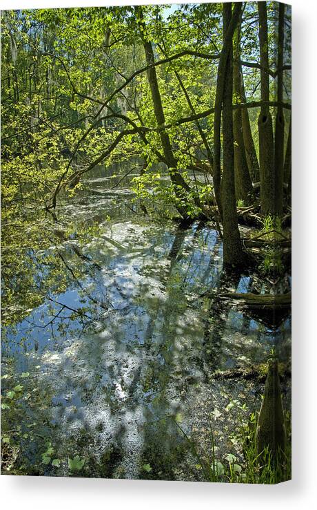 Bald Cypress Canvas Print featuring the photograph Bald Cypress Swamp #1 by Kenneth Murray