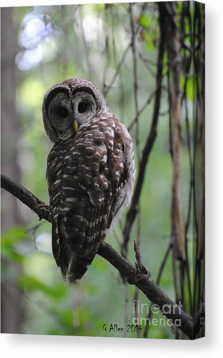 Barred Owl Canvas Print featuring the photograph Barred Owl #1 by Gordon Allen