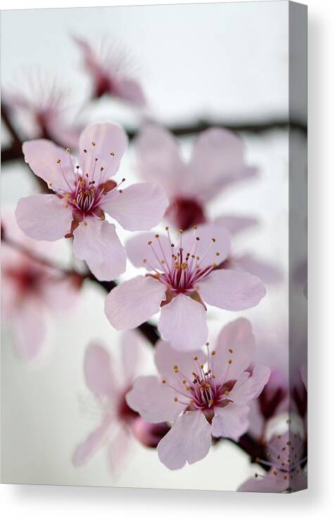 Black Cherry Plum Canvas Print featuring the photograph Black Cherry Plum (prunus Cerasifera) #1 by Maria Mosolova