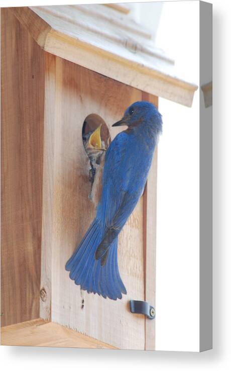 Bird Canvas Print featuring the photograph Bluebird of Happiness by Kenny Glover