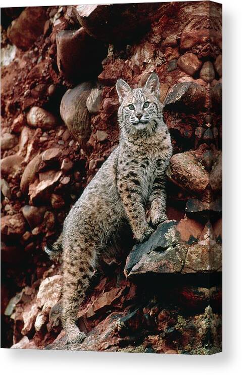 Bobcat Canvas Print featuring the photograph Bobcat #1 by William Ervin/science Photo Library