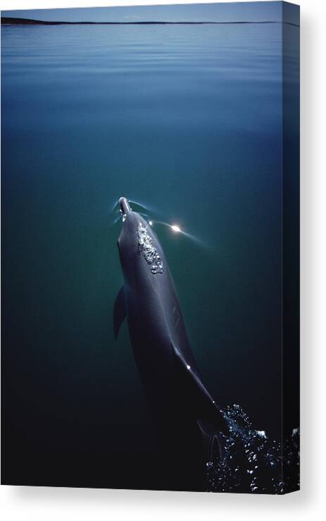 Feb0514 Canvas Print featuring the photograph Bottlenose Dolphin Surfacing Australia #1 by Flip Nicklin