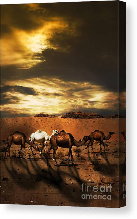 Camel Canvas Print featuring the photograph Camels by Jelena Jovanovic