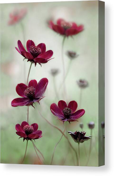 Cosmos Canvas Print featuring the photograph Cosmos Sway #1 by Mandy Disher