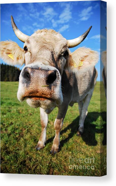 Cow Canvas Print featuring the photograph cow by Hannes Cmarits