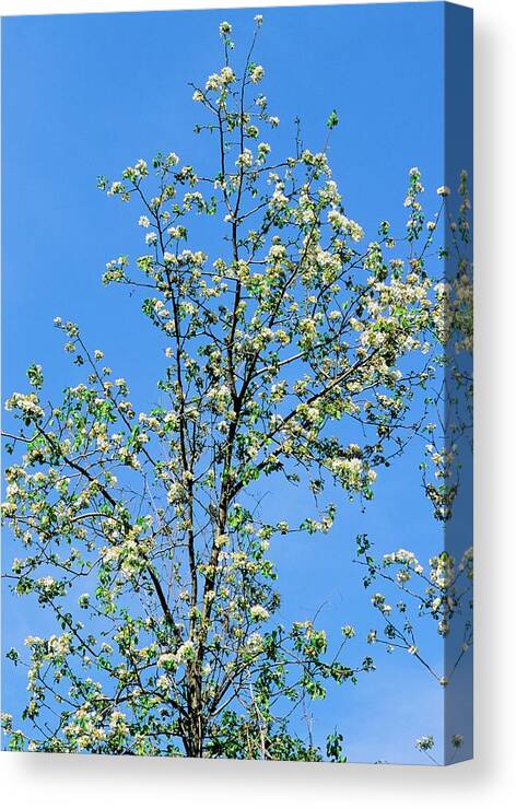 Crab Apple Canvas Print featuring the photograph Crab Apple (malus Sylvestris) #1 by Bruno Petriglia/science Photo Library