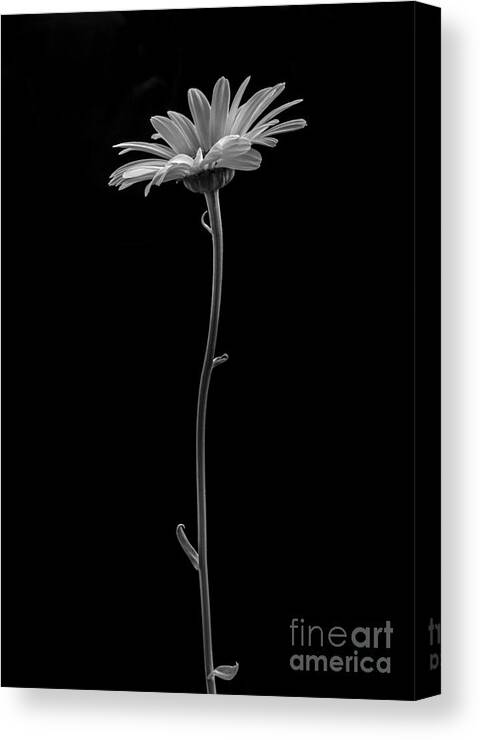 Daisy Canvas Print featuring the photograph Daisy #1 by Diane Diederich