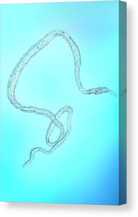 Ebola Canvas Print featuring the photograph Ebola Virus Particle #1 by Tim Vernon