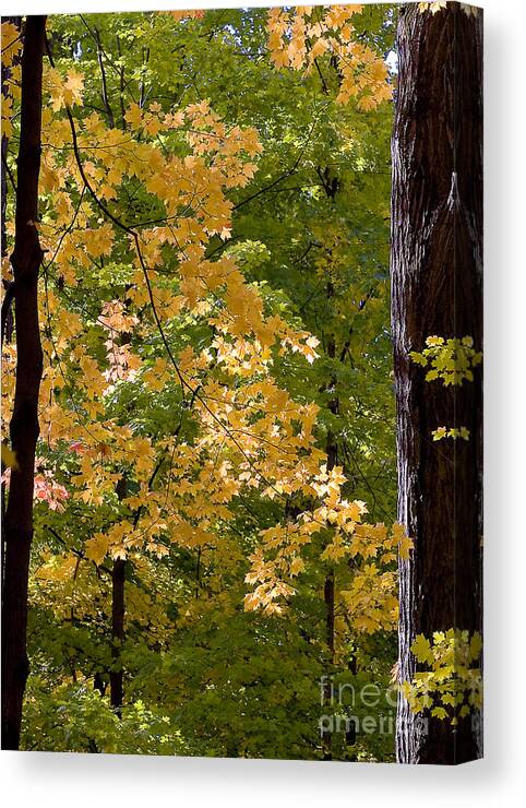 Autumn Canvas Print featuring the photograph Fall Maples #1 by Steven Ralser
