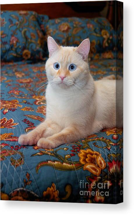 Blue Eyes Canvas Print featuring the photograph Flame Point Siamese Cat #1 by Amy Cicconi