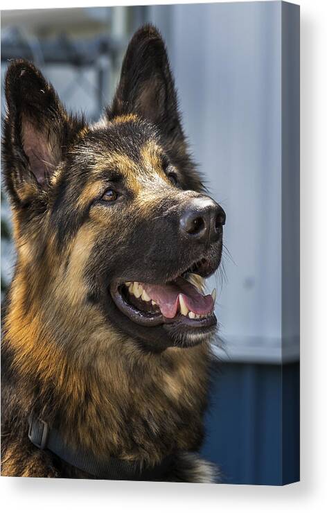 German Shepard Canvas Print featuring the photograph German Shepard #1 by Bill Linhares