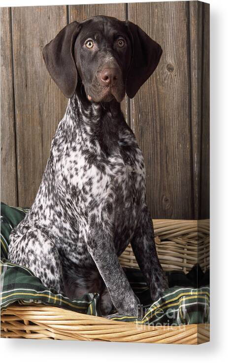 German Short-haired Pointer Canvas Print featuring the photograph German Short-haired Pointer Dog #1 by John Daniels