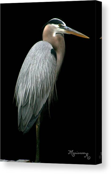 Heron Canvas Print featuring the photograph Great Blue Heron by Mariarosa Rockefeller