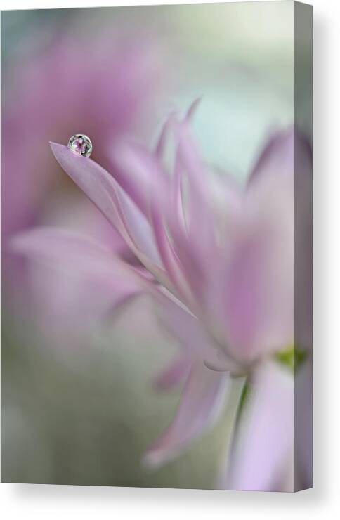 Macro Canvas Print featuring the photograph In Pink Delight #1 by Heidi Westum