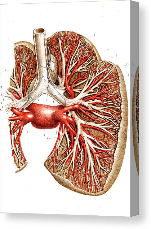 19th Century Canvas Print featuring the photograph Lung Blood Supply #1 by Collection Abecasis