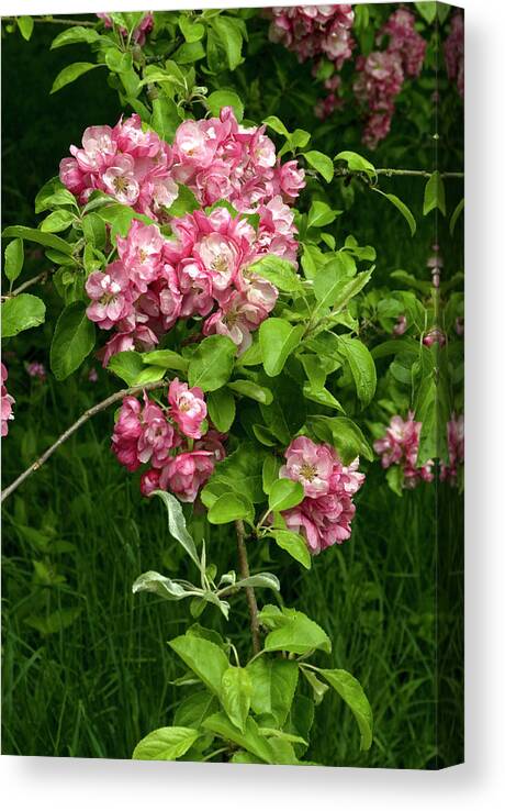 Malus X Micromalus Canvas Print featuring the photograph Malus X Micromalus Flowers #1 by Adrian Thomas