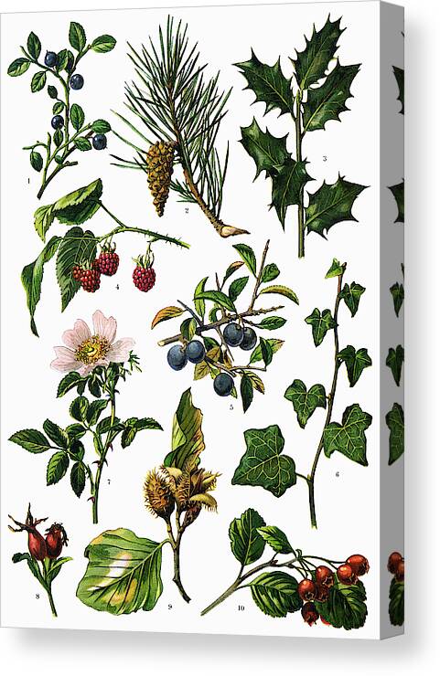 Etching Canvas Print featuring the drawing Medicinal and Herbal Plants #1 by Ivan-96