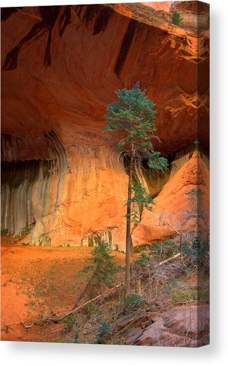 Double Arch Canvas Print featuring the photograph Red Cliffs and Conifers #1 by Nathan Abbott