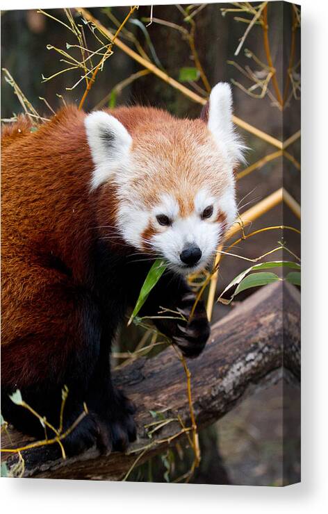 Animal Canvas Print featuring the photograph Red Panda Ailurus Fulgens In Captivity #1 by David Kenny