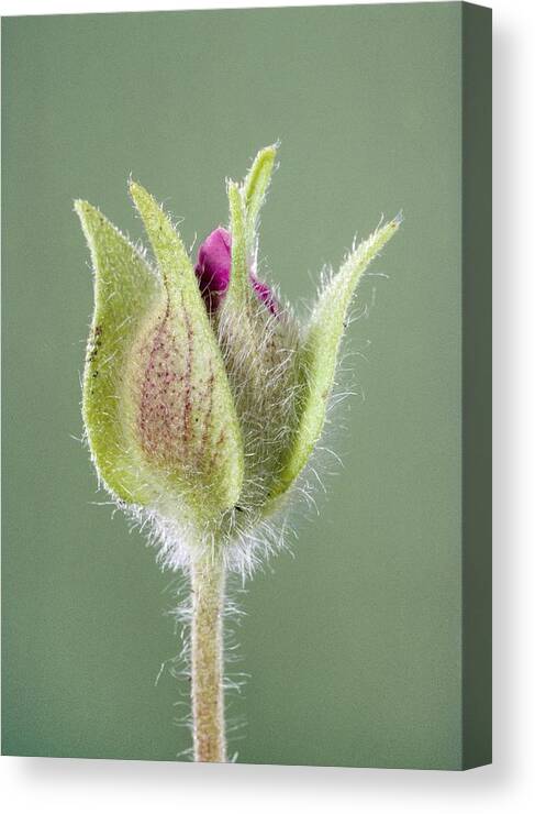 Angiosperm Canvas Print featuring the photograph Rockrose Flowerbud #1 by Perennou Nuridsany