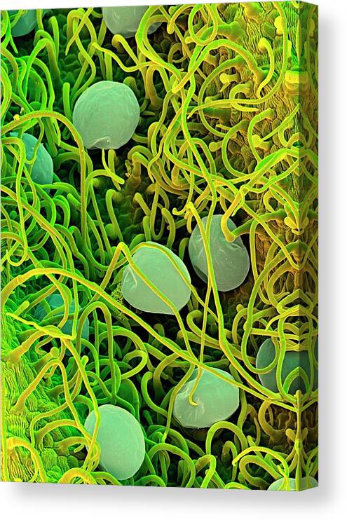Salvia Officinalis Canvas Print featuring the photograph Sage Leaf #1 by Stefan Diller/science Photo Library
