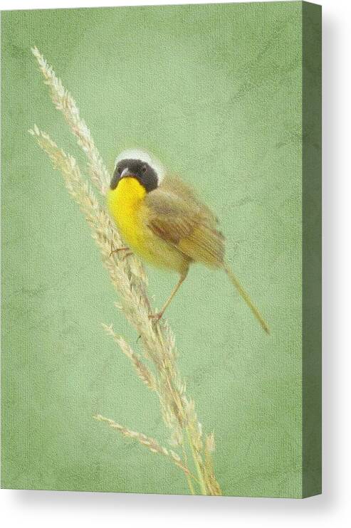 Common Yellowthroat Canvas Print featuring the digital art Spring In The Marsh #1 by I'ina Van Lawick