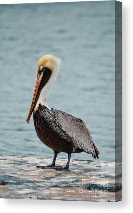 Usa Canvas Print featuring the photograph The Pelican #2 by Hannes Cmarits