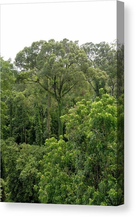 Rainforest Canvas Print featuring the photograph Tropical Rainforest #1 by Sinclair Stammers/science Photo Library