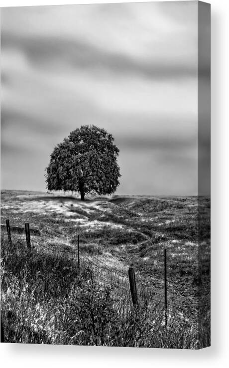 Tree Canvas Print featuring the photograph Valley Oak Majesty by Abram House