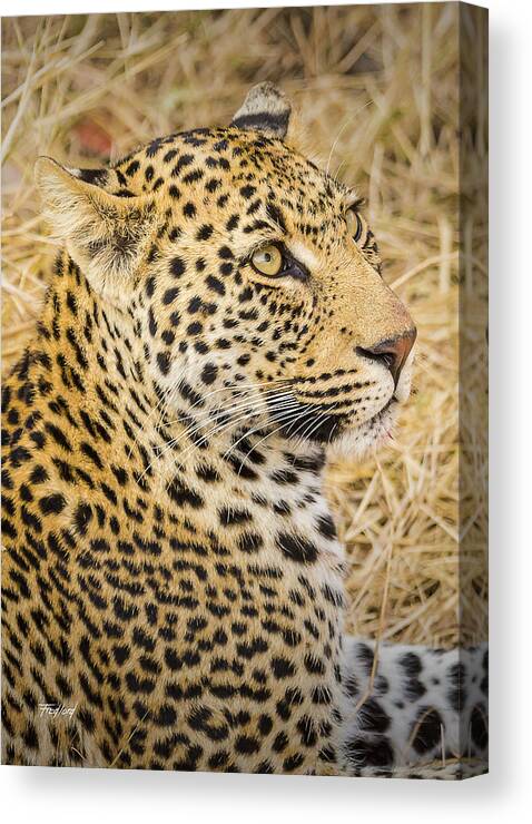 Panthera Pardus Canvas Print featuring the photograph Young Male Leopard Cub #1 by Fred J Lord