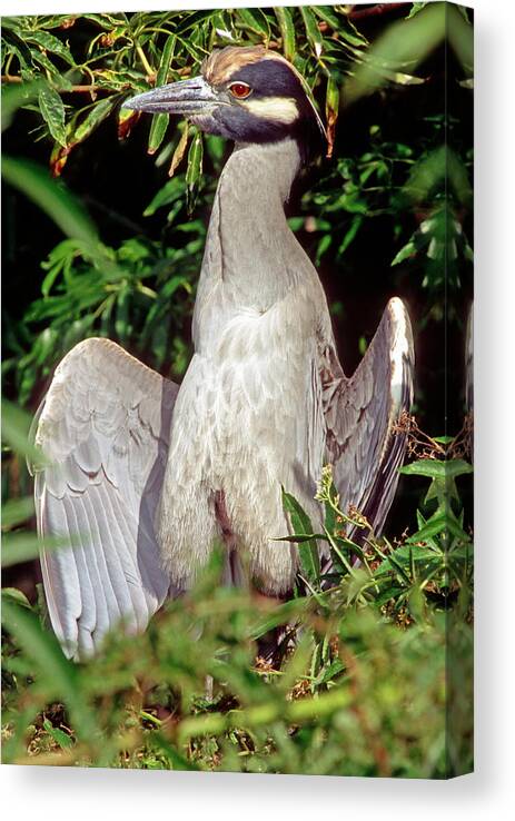 Nature Canvas Print featuring the photograph Yellow Crowned Night Heron #11 by Millard H. Sharp
