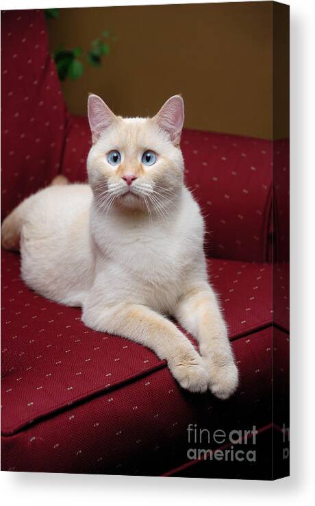 Blue Eyes Canvas Print featuring the photograph Flame Point Siamese Cat #12 by Amy Cicconi
