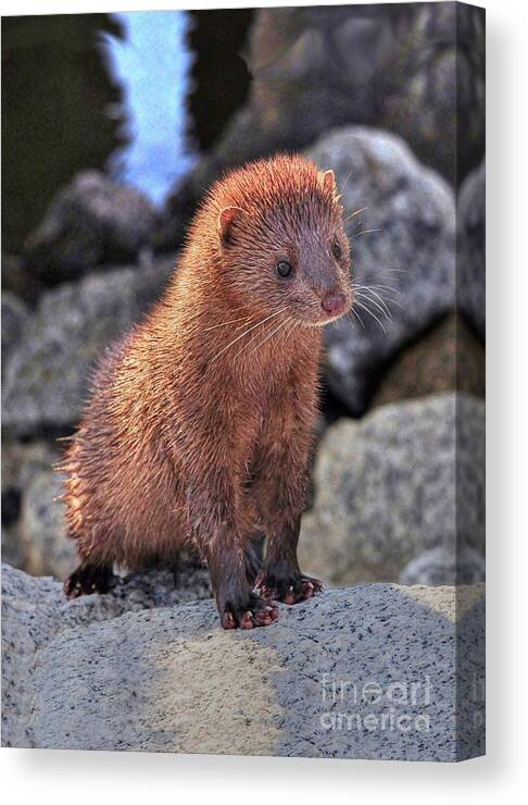 Mink Canvas Print featuring the photograph An American Mink by Kathy Baccari