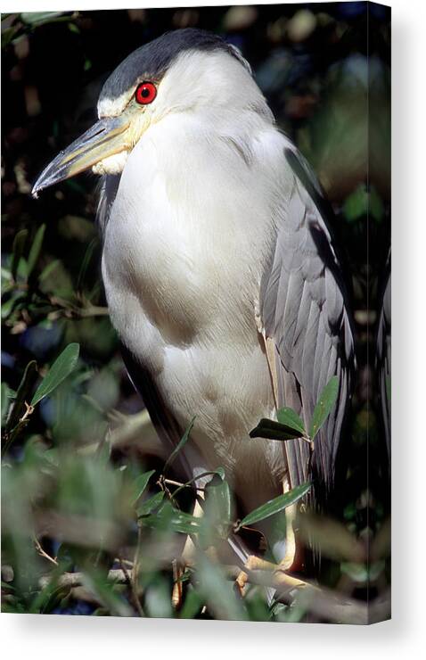 Animal Canvas Print featuring the photograph Black-crowned Night-heron In Tree #2 by Millard H. Sharp