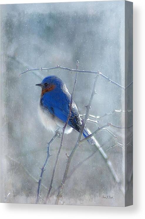 Birds Canvas Print featuring the photograph Blue Bird by Fran J Scott