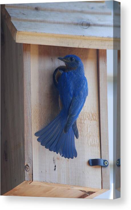 Bird Canvas Print featuring the photograph Bluebird of Happiness by Kenny Glover