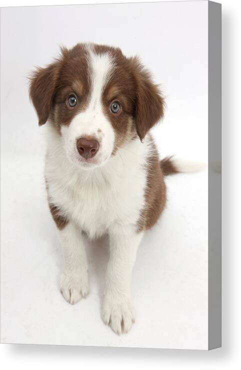 Nature Canvas Print featuring the photograph Chocolate Border Collie Puppy #2 by Mark Taylor
