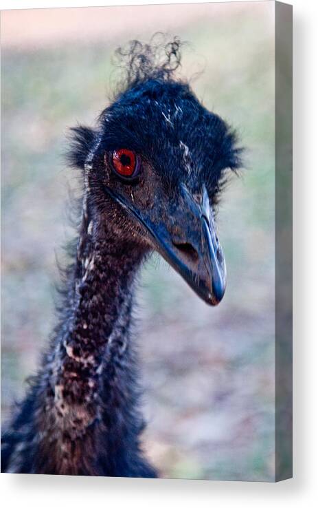 Flightless Bird Canvas Print featuring the photograph Emu #2 by Carole Hinding