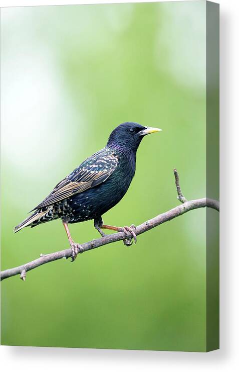 Common Starling Canvas Print featuring the photograph European Starling #2 by John Devries/science Photo Library