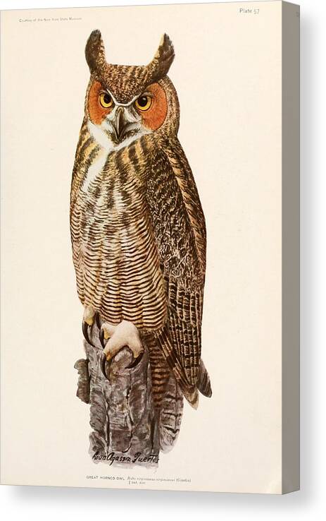 Great Horned Owl Canvas Print featuring the painting Great Horned Owl #2 by Dreyer Wildlife Print Collections 