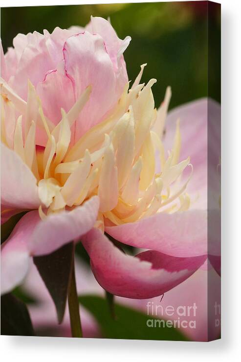 Flora Canvas Print featuring the photograph White And Pink Peony by Rudi Prott