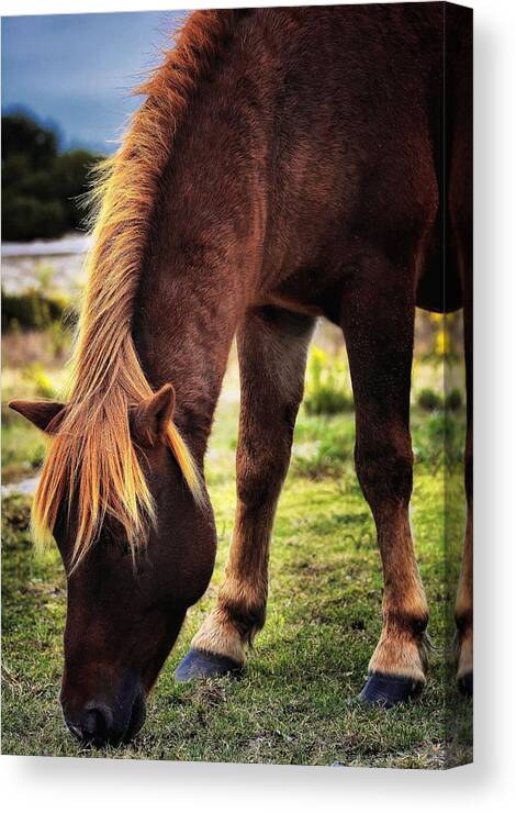 Horses Canvas Print featuring the photograph 24 Carrot by Robert McCubbin
