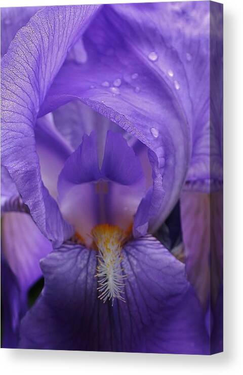 Flora Canvas Print featuring the photograph Beauty Within #4 by Bruce Bley