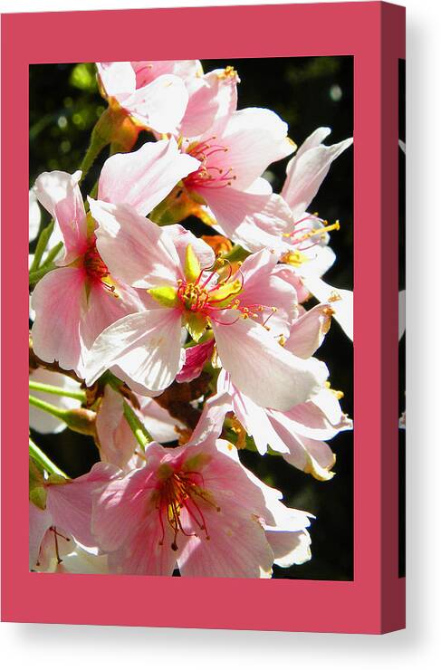Cherry Blossoms Canvas Print featuring the photograph Cherry Blossoms #3 by Sandi OReilly