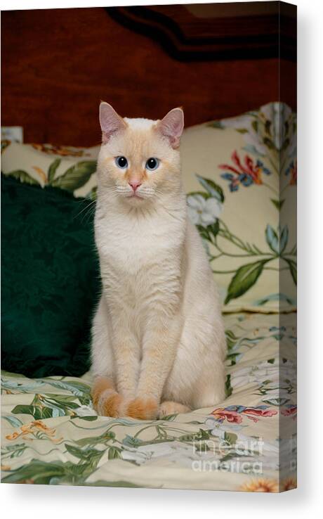 Blue Eyes Canvas Print featuring the photograph Flame Point Siamese Cat #3 by Amy Cicconi